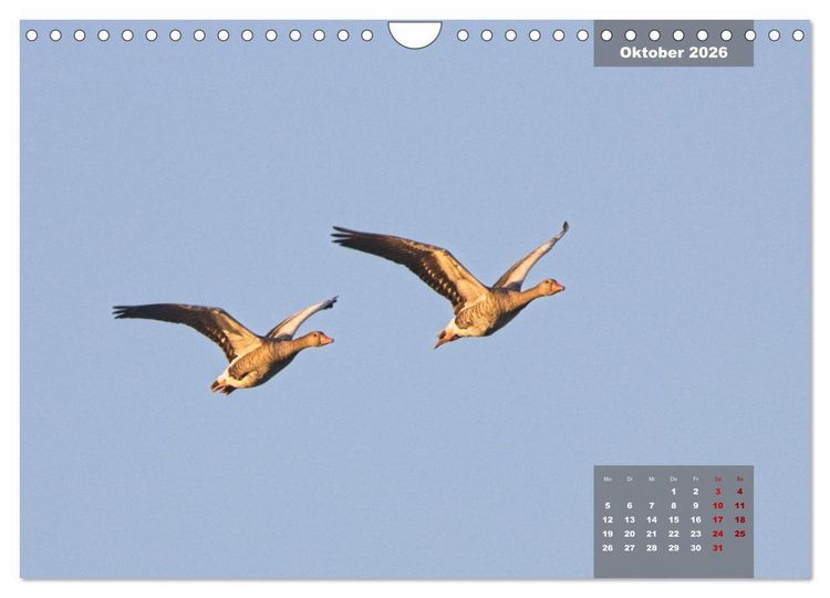 Produktbild: Naturparadies Nordstrand und Beltringharder Koog (Wandkalender 2026 DIN A4 quer), CALVENDO Monatskalender