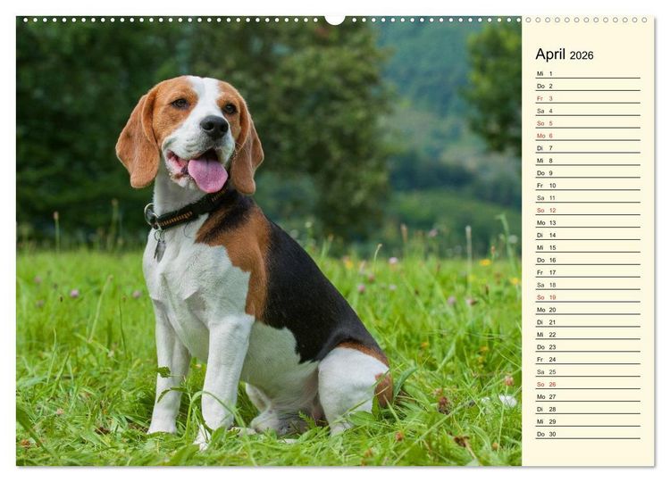 Produktbild: Beagle - Herz auf 4 Pfoten (Wandkalender 2026 DIN A2 quer), CALVENDO Monatskalender