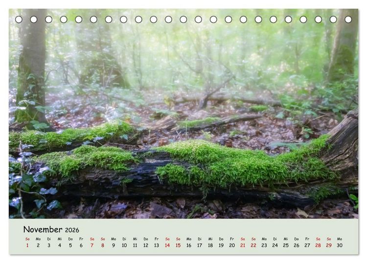 Produktbild: Waldbaden - Durch Achtsamkeit zu einer besseren Gesundheit (Tischkalender 2026 DIN A5 quer), CALVENDO Monatskalender