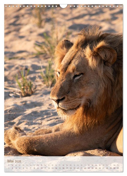 Produktbild: L&ouml;wen in Sabi Sands (Wandkalender 2026 DIN A3 hoch), CALVENDO Monatskalender