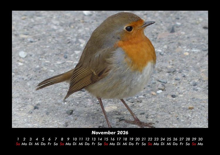 Produktbild: Welt der V&ouml;gel 2026 Fotokalender DIN A3