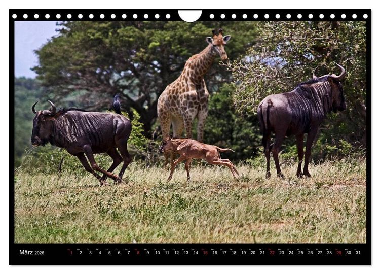 Produktbild: S&Uuml;DAFRIKA Augenblicke (Wandkalender 2026 DIN A4 quer), CALVENDO Monatskalender