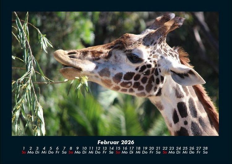 Produktbild: Giraffen 2026 Fotokalender DIN A4