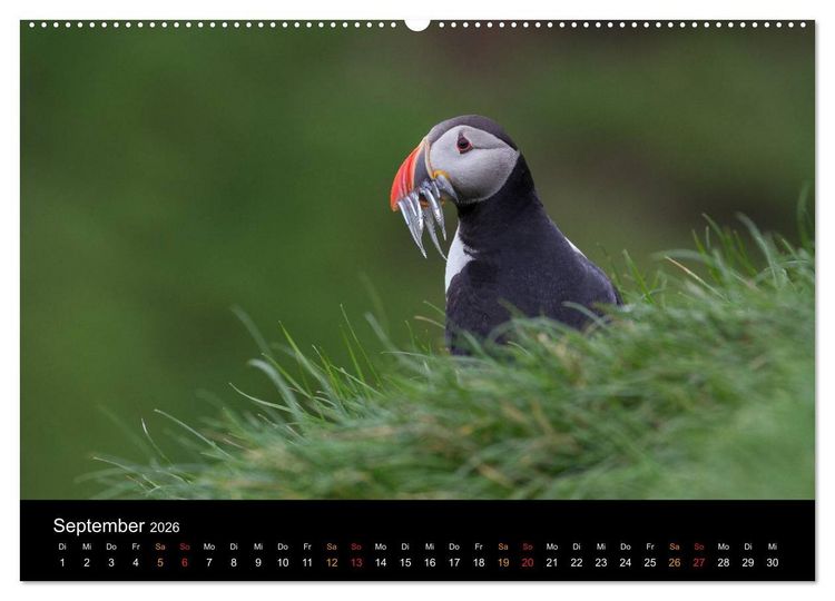 Produktbild: Welt der Papageitaucher (hochwertiger Premium Wandkalender 2026 DIN A2 quer), Kunstdruck in Hochglanz