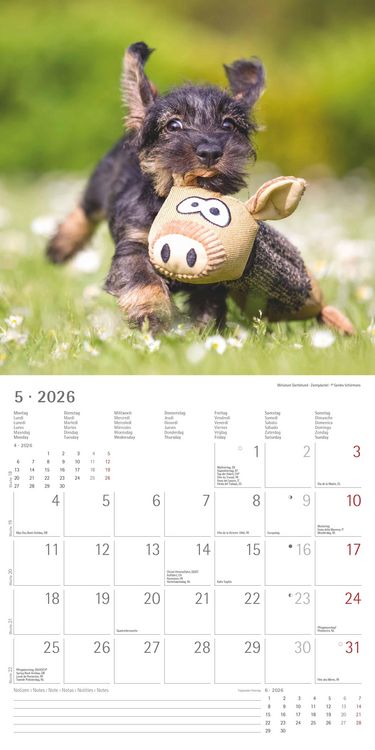 Produktbild: Welpen 2026 - Broschürenkalender 30x30 cm (30x60 geöffnet) - Kalender mit Platz für Notizen - Puppies - Hundekalender - Bildkalender - Wandkalender