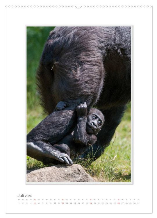 Produktbild: Emotionale Momente: Aus dem Leben der Familie Gorilla. (hochwertiger Premium Wandkalender 2026 DIN A2 hoch), Kunstdruck in Hochglanz