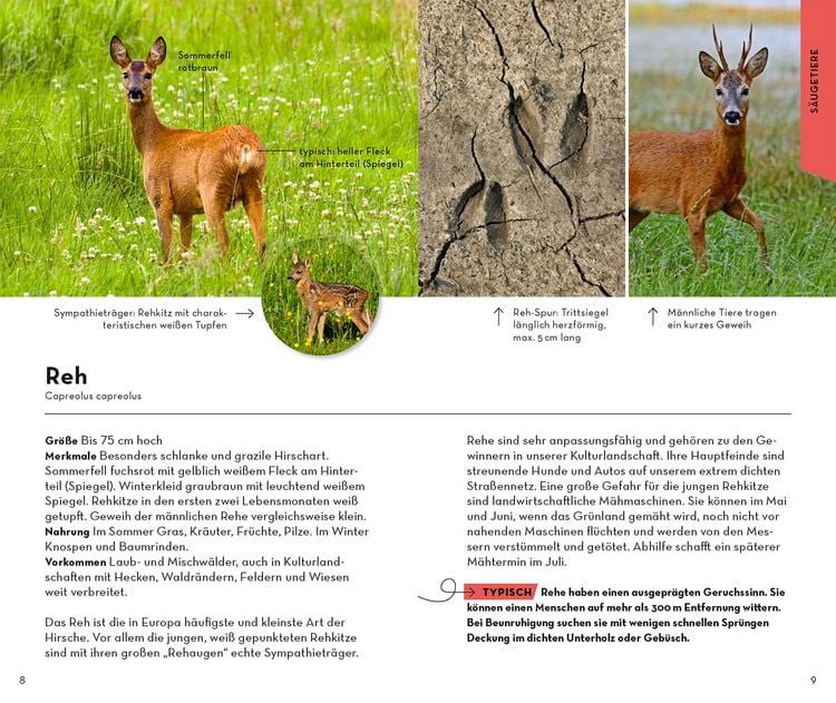 Produktbild: Basic Wald