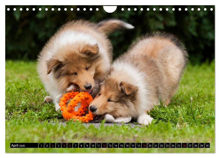 Produktbild: Collie - Mein bester Freund (Wandkalender 2026 DIN A4 quer), CALVENDO Monatskalender