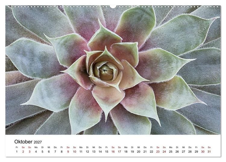Produktbild: Sukkulenten Galerie (Wandkalender 2027 DIN A2 quer), CALVENDO Monatskalender