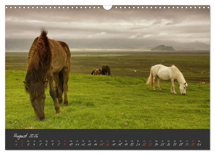 Produktbild: Islandpferde im Isi-Land (Wandkalender 2026 DIN A3 quer), CALVENDO Monatskalender