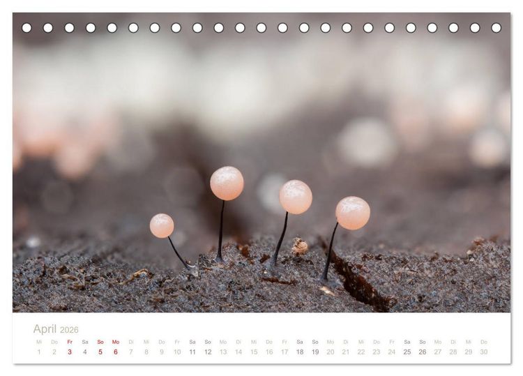 Produktbild: FASZINATION PILZE 2026 (Tischkalender 2026 DIN A5 quer), CALVENDO Monatskalender