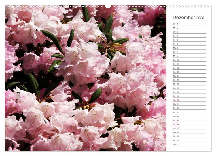 Produktbild: Rhododendron Sch&ouml;nheiten im Garten (hochwertiger Premium Wandkalender 2026 DIN A2 quer), Kunstdruck in Hochglanz