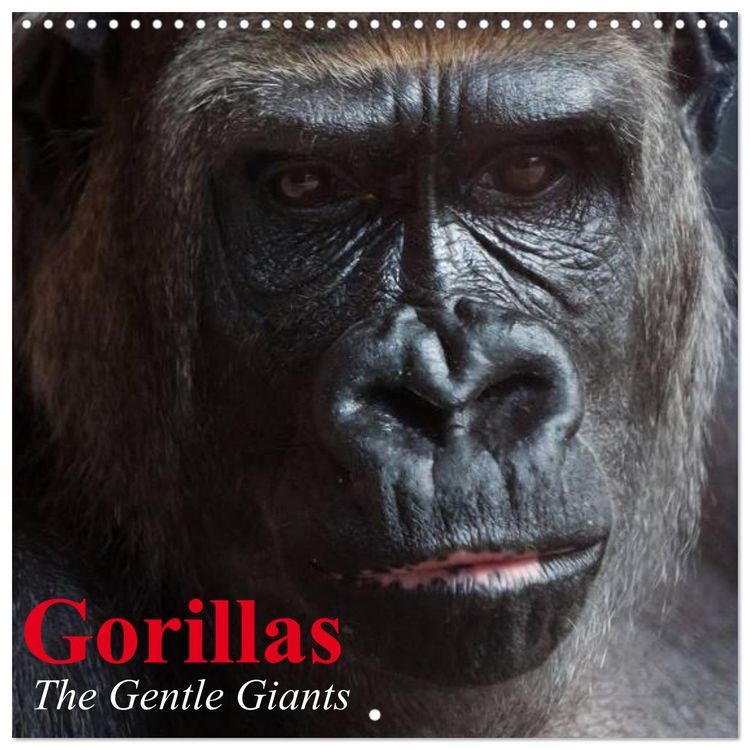 Produktbild: Gorillas &bull; The Gentle Giants (Wall Calendar 2026 12 &times; 12 Inch) CALVENDO 12 Month Wall Calendar