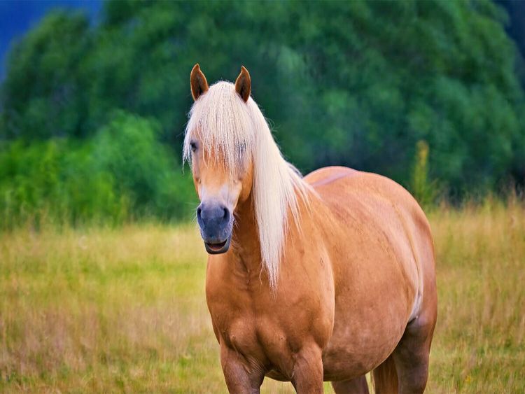 Produktbild: CALVENDO Puzzle Haflinger | 1000 Teile Lege-Gr&ouml;&szlig;e 64x48cm Foto-Puzzle f&uuml;r gl&uuml;ckliche Stunden