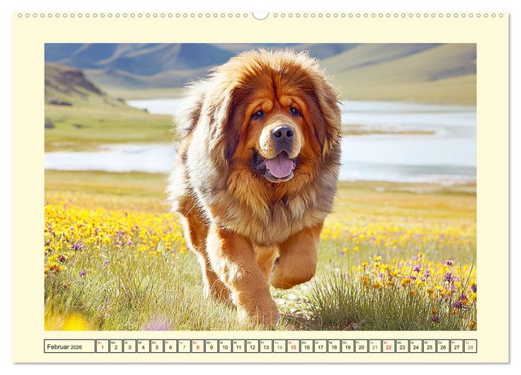 Produktbild: Tibet Mastiffs. Stolze Seelen im Wind der Berge (hochwertiger Premium Wandkalender 2026 DIN A2 quer), Kunstdruck in Hochglanz