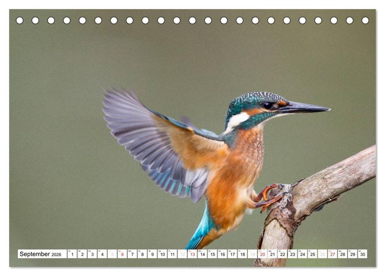 Produktbild: Faszination Eisvogel (Tischkalender 2026 DIN A5 quer), CALVENDO Monatskalender