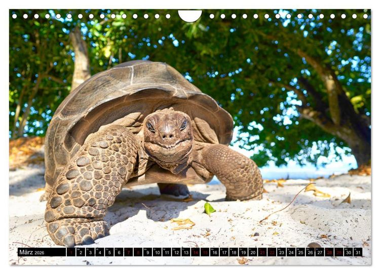 Produktbild: Seychellen Inselblicke (Wandkalender 2026 DIN A4 quer), CALVENDO Monatskalender
