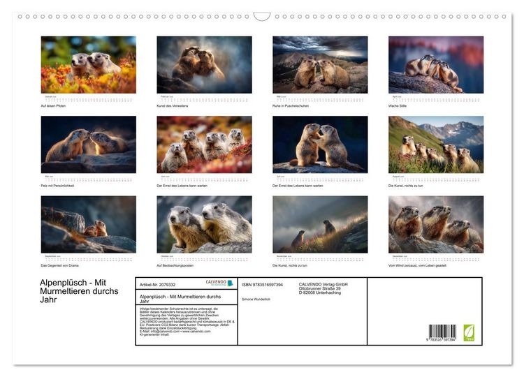 Produktbild: Alpenpl&uuml;sch - Mit Murmeltieren durchs Jahr (Wandkalender 2026 DIN A2 quer), CALVENDO Monatskalender