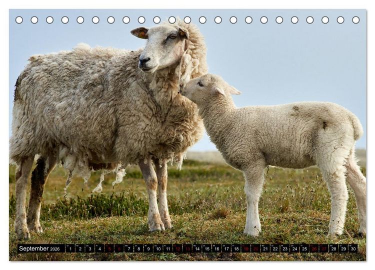 Produktbild: Schafe auf Sylt (Tischkalender 2026 DIN A5 quer), CALVENDO Monatskalender