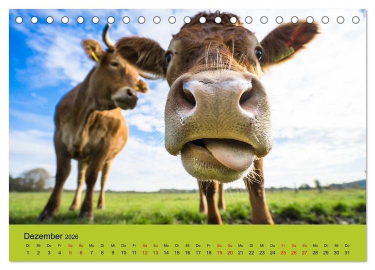 Produktbild: Kuhckst du? (Tischkalender 2026 DIN A5 quer), CALVENDO Monatskalender