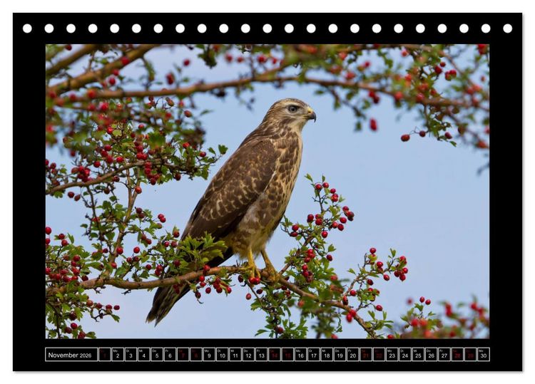 Produktbild: Niederrheinische Vogelwelt (Tischkalender 2026 DIN A5 quer), CALVENDO Monatskalender