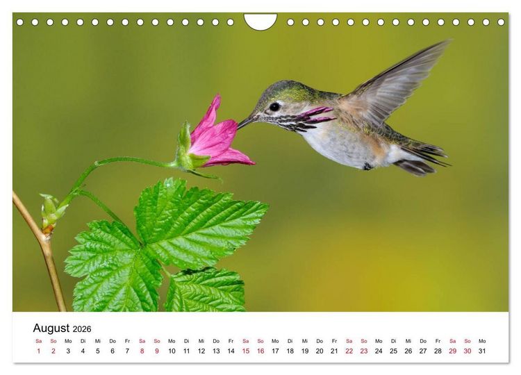 Produktbild: Kolibris - Juwelen der L&uuml;fte (Wandkalender 2026 DIN A4 quer), CALVENDO Monatskalender