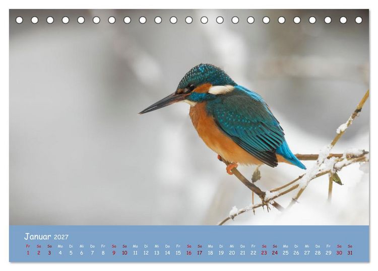 Produktbild: Alcedo atthis. Der Eisvogel (Tischkalender 2027 DIN A5 quer), CALVENDO Monatskalender