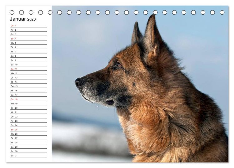 Produktbild: Deutsche Sch&auml;ferhunde - Liebenswerte Graunasen (Tischkalender 2026 DIN A5 quer), CALVENDO Monatskalender