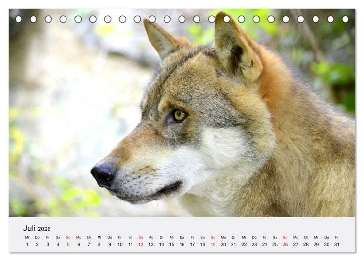 Produktbild: W&ouml;lfe. Ein Herz f&uuml;r Isegrim! (Tischkalender 2026 DIN A5 quer), CALVENDO Monatskalender