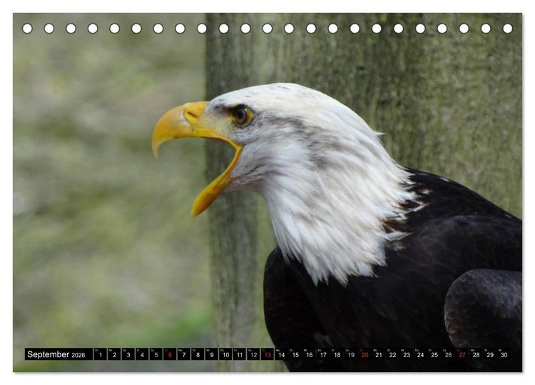 Produktbild: Wei&szlig;kopfseeadler. Symbol der Freiheit (Tischkalender 2026 DIN A5 quer), CALVENDO Monatskalender