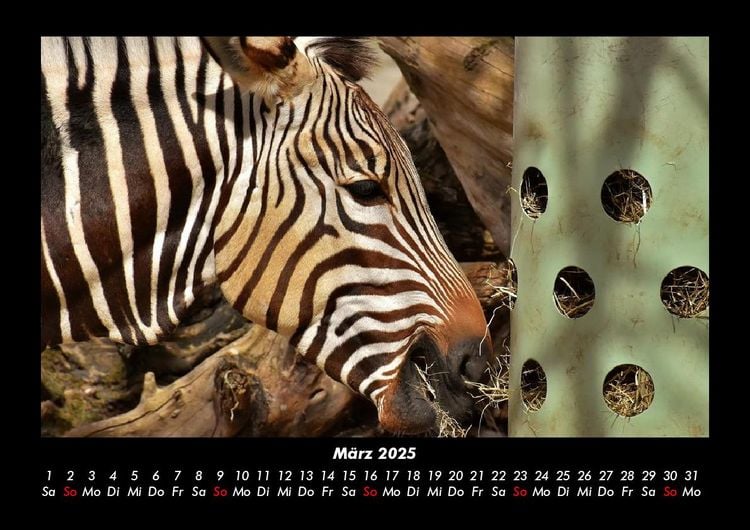 Produktbild: Zoobewohner 2025 Fotokalender DIN A3