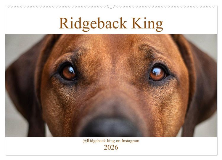 Produktbild: Ridgeback King (Wandkalender 2026 DIN A2 quer), CALVENDO Monatskalender