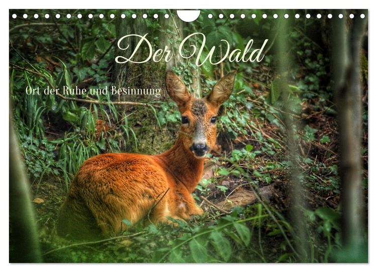 Produktbild: Der Wald - Ort der Ruhe und Besinnung (Wandkalender 2026 DIN A4 quer), CALVENDO Monatskalender