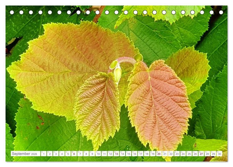 Produktbild: Das Leben der Haselnuss (Tischkalender 2026 DIN A5 quer), CALVENDO Monatskalender