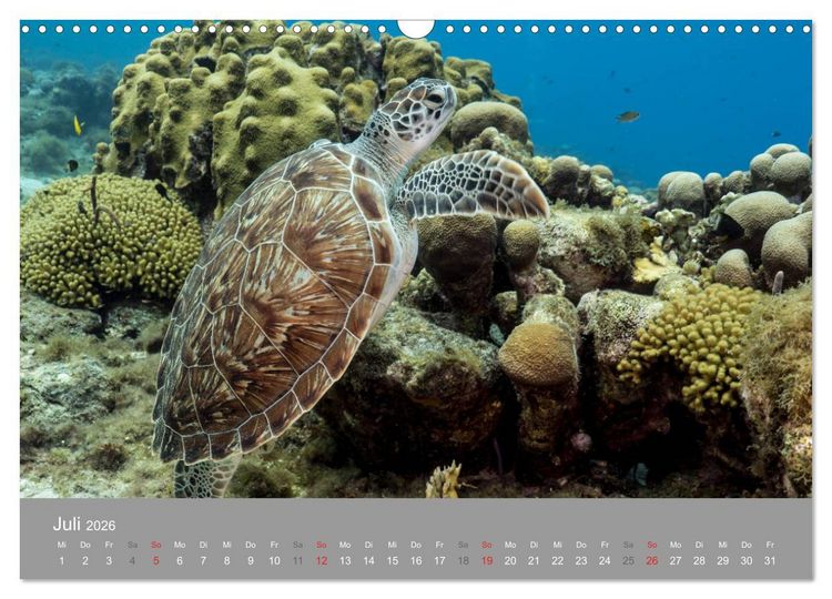 Produktbild: Meeresschildkr&ouml;ten der Karibik (Wandkalender 2026 DIN A3 quer), CALVENDO Monatskalender