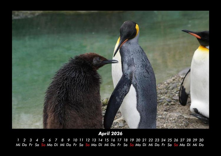 Produktbild: Der Tierkalender 2026 Fotokalender DIN A3