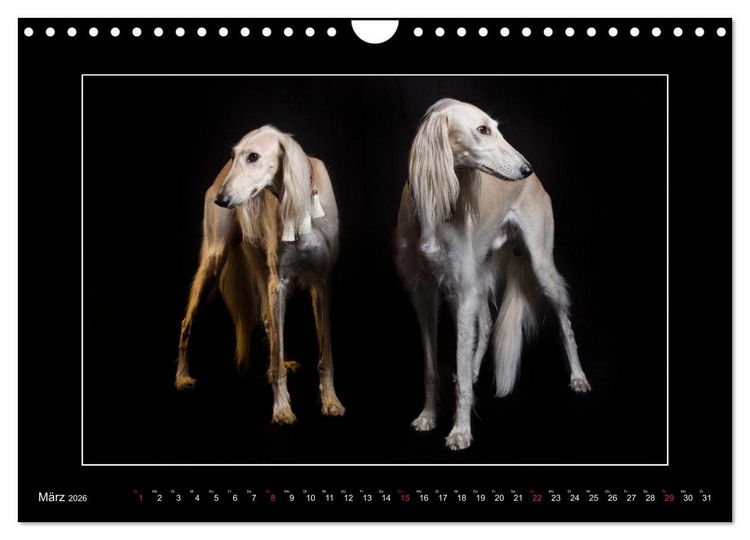 Produktbild: Windhunde - Schnelle Sch&ouml;nheiten (Wandkalender 2026 DIN A4 quer), CALVENDO Monatskalender