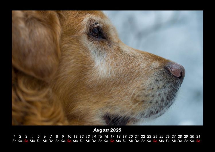 Produktbild: Hundezauber 2025 Fotokalender DIN A3