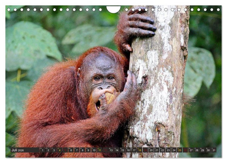 Produktbild: Waldmenschen - Orang Utans auf Borneo (Wandkalender 2026 DIN A4 quer), CALVENDO Monatskalender