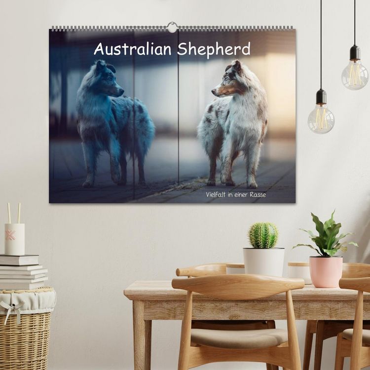 Produktbild: Australian Shepherd - Vielfalt in einer Rasse (Wandkalender 2026 DIN A2 quer), CALVENDO Monatskalender