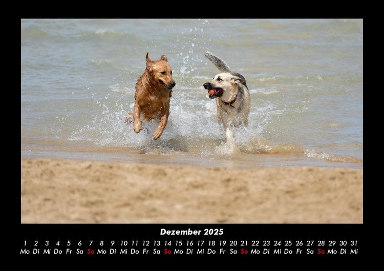 Produktbild: Hundezauber 2025 Fotokalender DIN A3