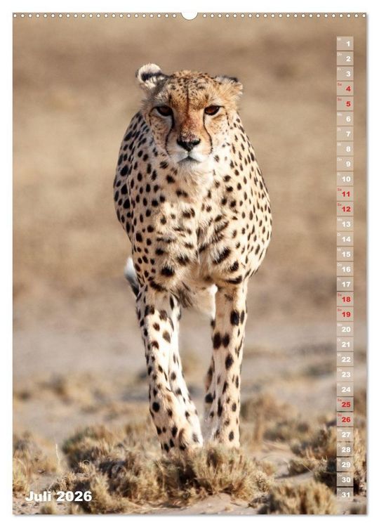 Produktbild: Safari hautnah - S&uuml;dliches und &ouml;stliches Afrika (Wandkalender 2026 DIN A2 hoch), CALVENDO Monatskalender