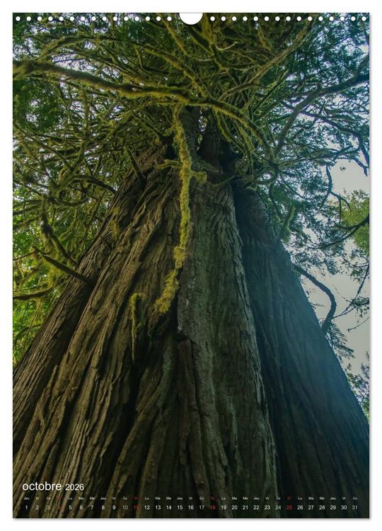 Produktbild: G&eacute;ants verts de la for&ecirc;t (Calendrier mural 2026 DIN A3 horizontal), CALVENDO calendrier mensuel