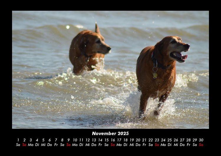 Produktbild: Der Hundekalender 2025 Fotokalender DIN A3
