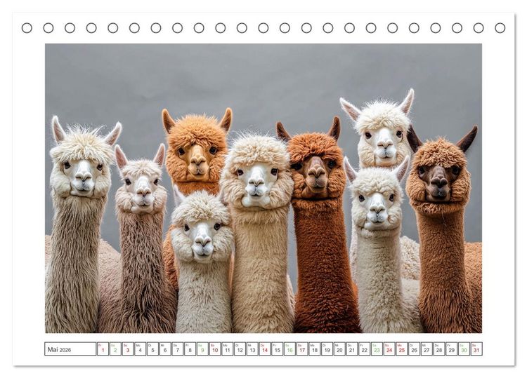 Produktbild: Die Welt der Alpakas (Tischkalender 2026 DIN A5 quer), CALVENDO Monatskalender