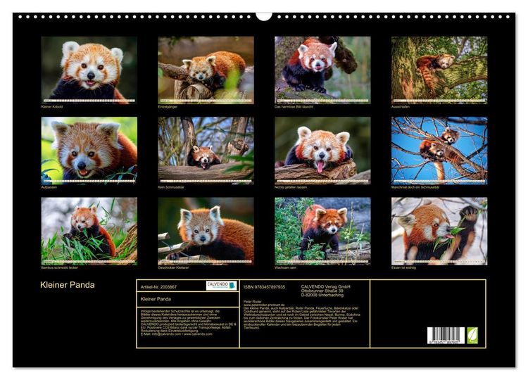 Produktbild: Kleiner Panda (Wandkalender 2026 DIN A2 quer), CALVENDO Monatskalender