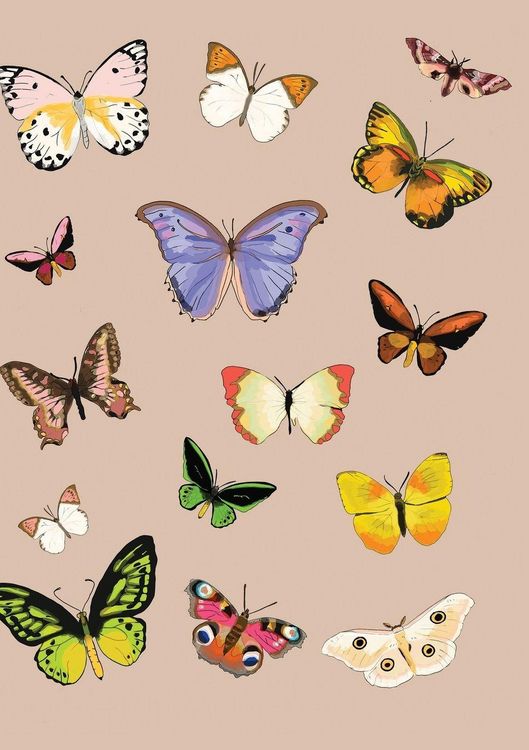 Produktbild: Metamorphosis Journal