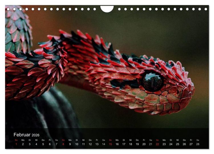 Produktbild: Giftschlangen (Wandkalender 2026 DIN A4 quer), CALVENDO Monatskalender