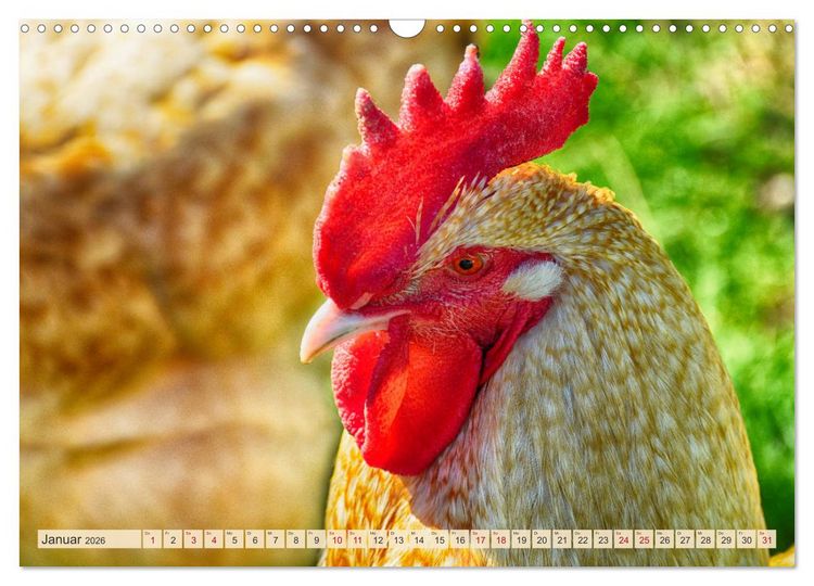 Produktbild: Charmante H&uuml;hner (Wandkalender 2026 DIN A3 quer), CALVENDO Monatskalender