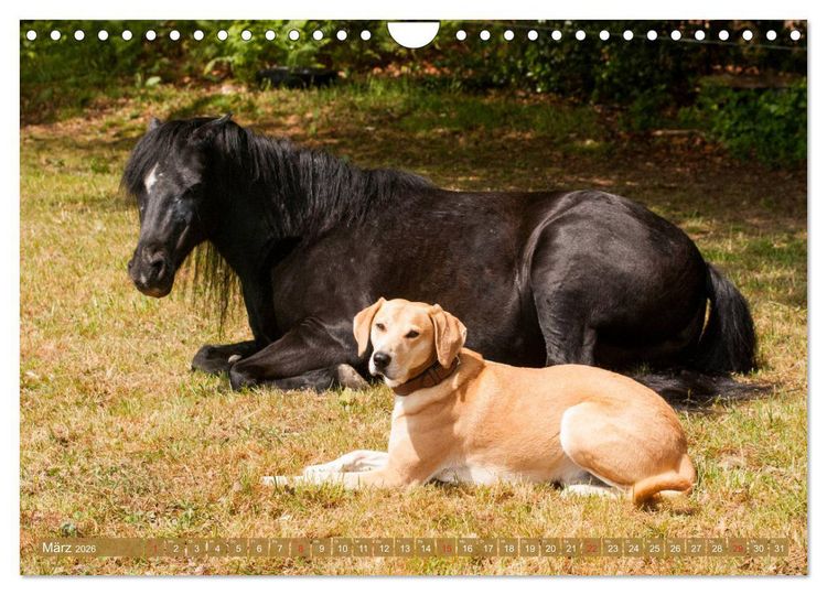 Produktbild: Pferd und Hund - Vierbeinige Freunde (Wandkalender 2026 DIN A4 quer), CALVENDO Monatskalender